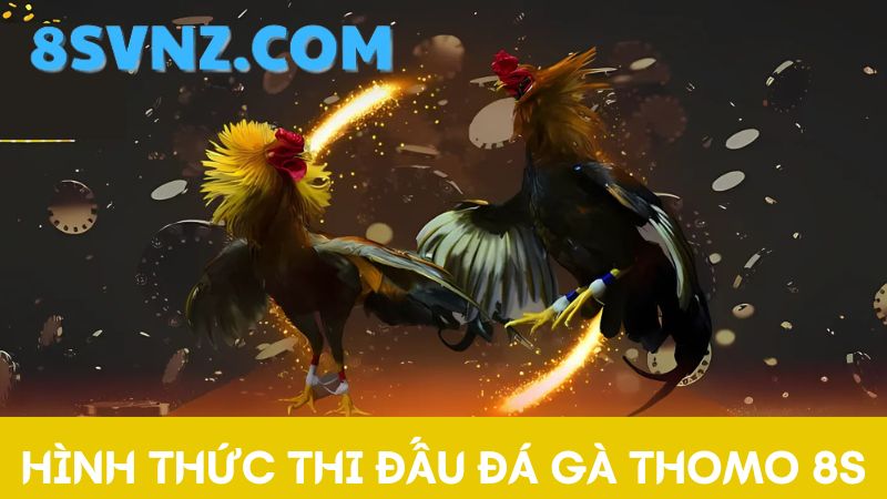 Hình thức Đá gà Thomo 8s 